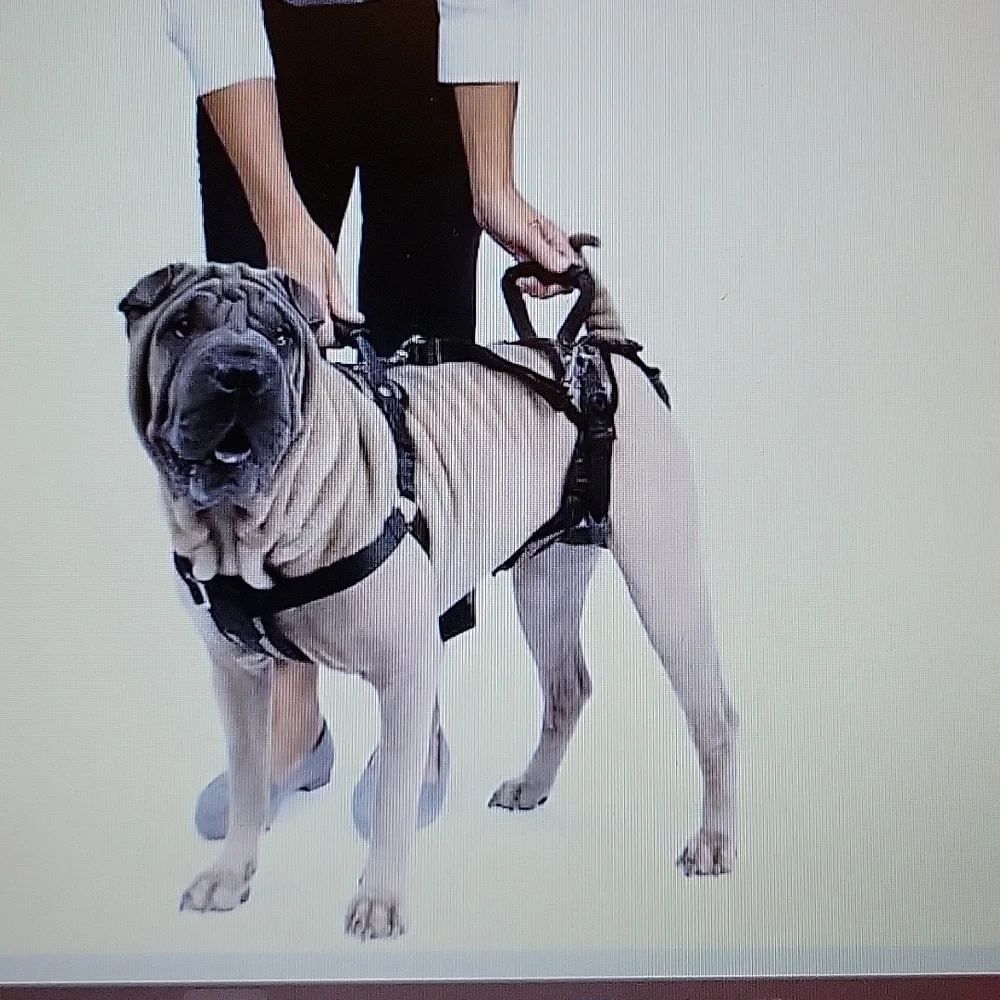 Petsafe CareLift support harness full body lift comfortable breathable Med EUC